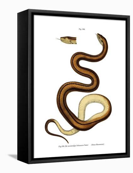 Snake-null-Framed Stretched Canvas