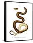 Snake-null-Framed Stretched Canvas