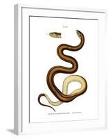 Snake-null-Framed Giclee Print