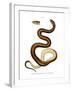 Snake-null-Framed Giclee Print