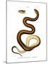 Snake-null-Mounted Giclee Print