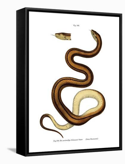 Snake-null-Framed Stretched Canvas