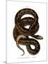 Snake-null-Mounted Giclee Print