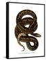 Snake-null-Framed Stretched Canvas