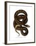 Snake-null-Framed Giclee Print