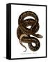 Snake-null-Framed Stretched Canvas