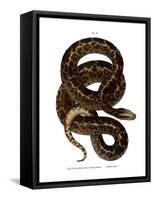 Snake-null-Framed Stretched Canvas