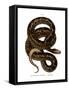 Snake-null-Framed Stretched Canvas