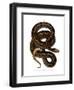 Snake-null-Framed Giclee Print