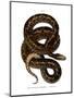 Snake-null-Mounted Giclee Print