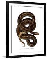 Snake-null-Framed Giclee Print