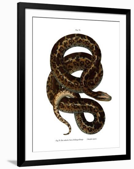 Snake-null-Framed Giclee Print