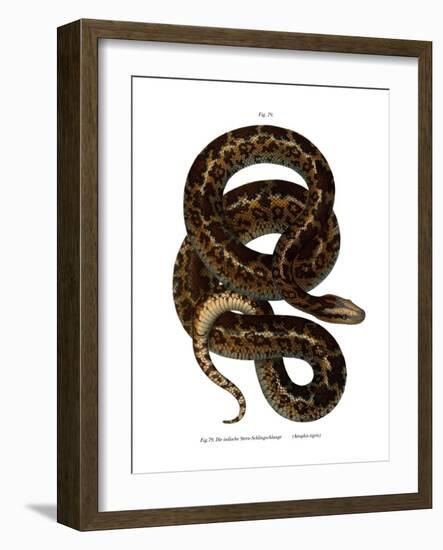 Snake-null-Framed Giclee Print