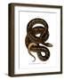 Snake-null-Framed Giclee Print