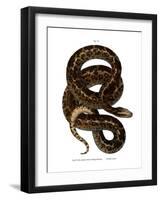 Snake-null-Framed Giclee Print