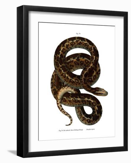 Snake-null-Framed Giclee Print