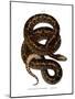 Snake-null-Mounted Giclee Print