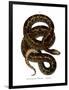 Snake-null-Framed Premium Giclee Print