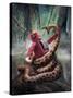 Snakefight-Eric Joyner-Stretched Canvas