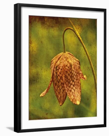 Snakehead-Osaria Copperstone-Framed Giclee Print