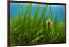 Snakelocks anemone growing on Eelgrass, Scotland-Alex Mustard-Framed Photographic Print