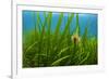 Snakelocks anemone growing on Eelgrass, Scotland-Alex Mustard-Framed Photographic Print