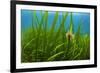 Snakelocks anemone growing on Eelgrass, Scotland-Alex Mustard-Framed Photographic Print