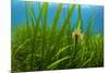 Snakelocks anemone growing on Eelgrass, Scotland-Alex Mustard-Mounted Photographic Print