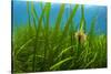 Snakelocks anemone growing on Eelgrass, Scotland-Alex Mustard-Stretched Canvas