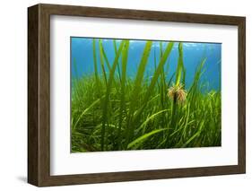 Snakelocks anemone growing on Eelgrass, Scotland-Alex Mustard-Framed Photographic Print