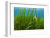 Snakelocks anemone growing on Eelgrass, Scotland-Alex Mustard-Framed Photographic Print