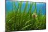 Snakelocks anemone growing on Eelgrass, Scotland-Alex Mustard-Mounted Photographic Print