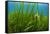 Snakelocks anemone growing on Eelgrass, Scotland-Alex Mustard-Framed Stretched Canvas