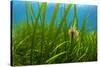 Snakelocks anemone growing on Eelgrass, Scotland-Alex Mustard-Stretched Canvas