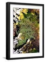 Snakelocks Anemone-Dr. Keith Wheeler-Framed Photographic Print