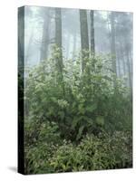 Snakeroot and Asters, Great Smoky Mountains National Park, Tennessee, USA-Adam Jones-Stretched Canvas