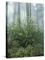 Snakeroot and Asters, Great Smoky Mountains National Park, Tennessee, USA-Adam Jones-Stretched Canvas