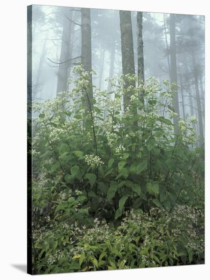 Snakeroot and Asters, Great Smoky Mountains National Park, Tennessee, USA-Adam Jones-Stretched Canvas