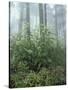 Snakeroot and Asters, Great Smoky Mountains National Park, Tennessee, USA-Adam Jones-Stretched Canvas