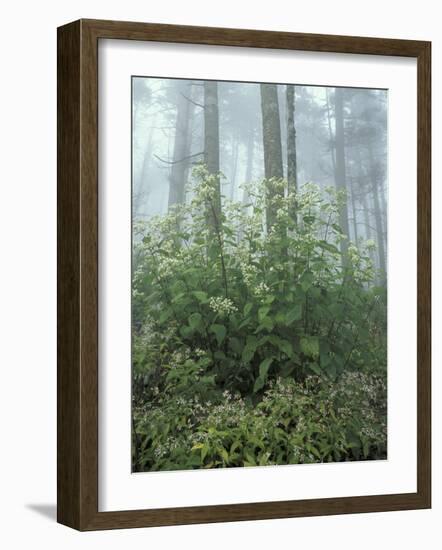 Snakeroot and Asters, Great Smoky Mountains National Park, Tennessee, USA-Adam Jones-Framed Photographic Print