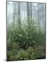 Snakeroot and Asters, Great Smoky Mountains National Park, Tennessee, USA-Adam Jones-Mounted Photographic Print