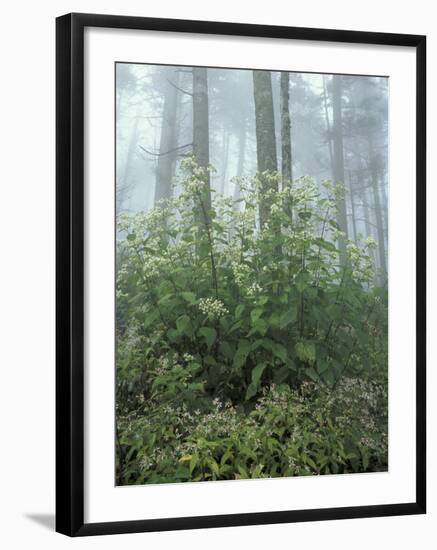 Snakeroot and Asters, Great Smoky Mountains National Park, Tennessee, USA-Adam Jones-Framed Photographic Print