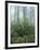 Snakeroot and Asters, Great Smoky Mountains National Park, Tennessee, USA-Adam Jones-Framed Photographic Print