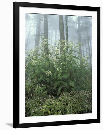 Snakeroot and Asters, Great Smoky Mountains National Park, Tennessee, USA-Adam Jones-Framed Photographic Print