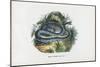 Snakes, 1863-79-Raimundo Petraroja-Mounted Giclee Print