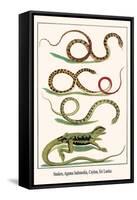 Snakes, Agama Indonedia, Ceylon, Sri Lanka-Albertus Seba-Framed Stretched Canvas