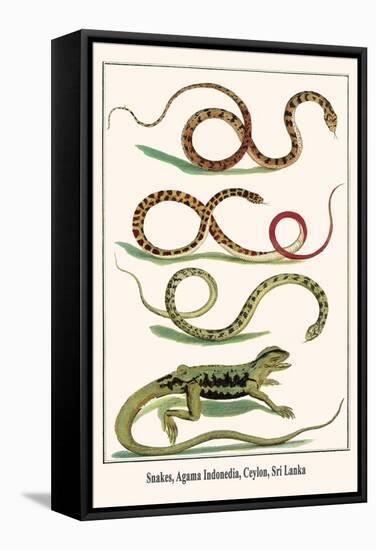 Snakes, Agama Indonedia, Ceylon, Sri Lanka-Albertus Seba-Framed Stretched Canvas