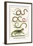 Snakes, Agama Indonedia, Ceylon, Sri Lanka-Albertus Seba-Framed Art Print