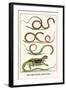 Snakes, Agama Indonedia, Ceylon, Sri Lanka-Albertus Seba-Framed Art Print