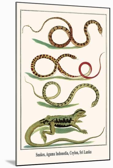 Snakes, Agama Indonedia, Ceylon, Sri Lanka-Albertus Seba-Mounted Art Print